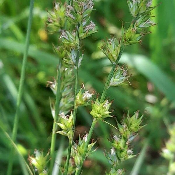 Carex divulsa 花