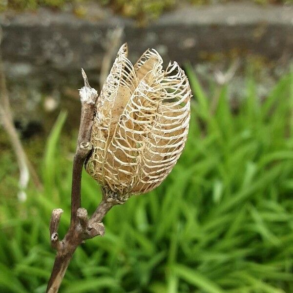 Iris sibirica Kvet