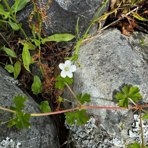 Geranium homeanum Blomma