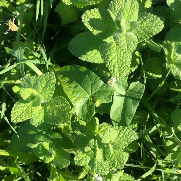 Mentha × rotundifolia Lapas