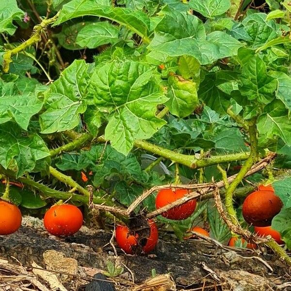 Solanum capsicoides ᱥᱟᱠᱟᱢ