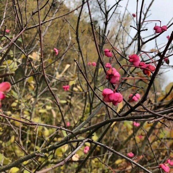 Euonymus europaeus Fruct