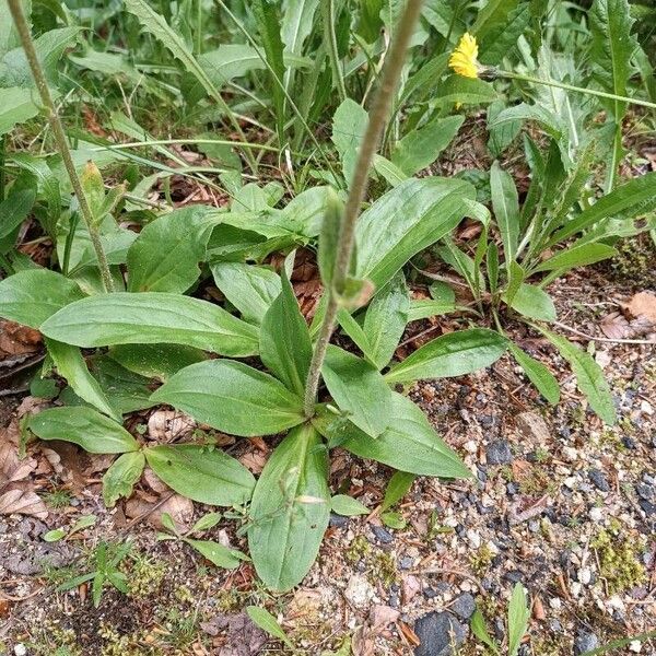 Arnica montana Folio