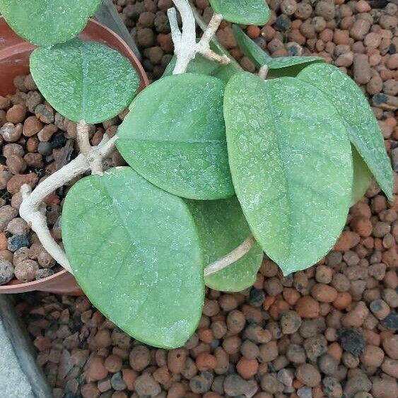 Hoya australis Fuelha