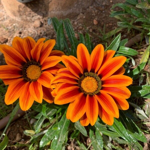 Gazania linearis പുഷ്പം