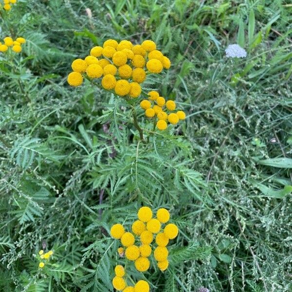 Tanacetum vulgare फूल