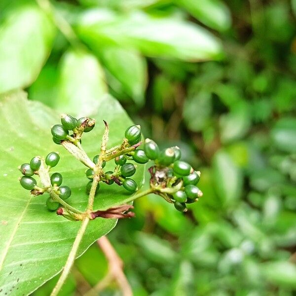 Psychotria schweinfurthii Plod