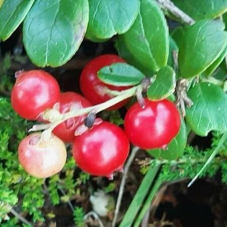 Vaccinium vitis-idaea Fruit