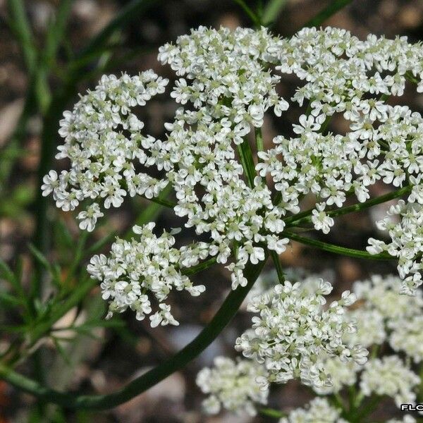 Bunium bulbocastanum Lorea