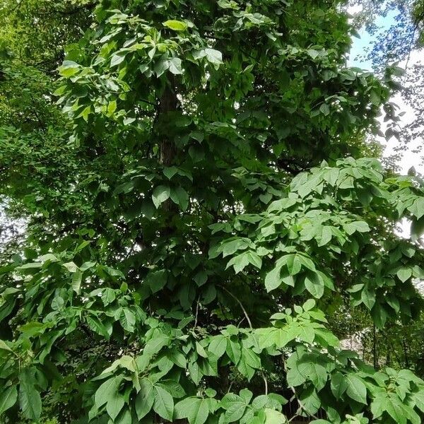 Carya ovata Habitus