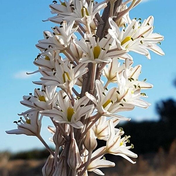 Asphodelus macrocarpus Flower