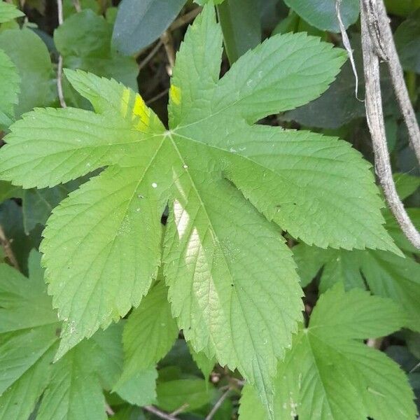 Humulus scandens Leaf