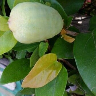 Ficus repens Blad