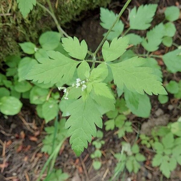 Osmorhiza longistylis برگ