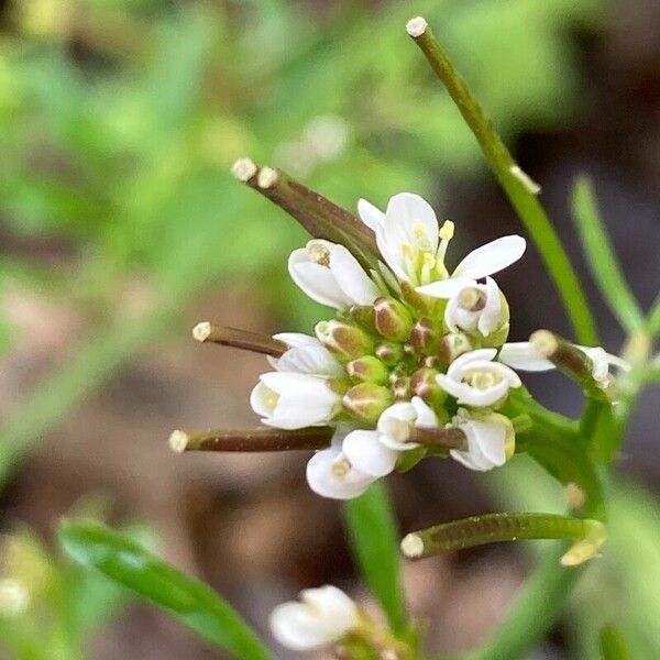 Cardamine hirsuta 花