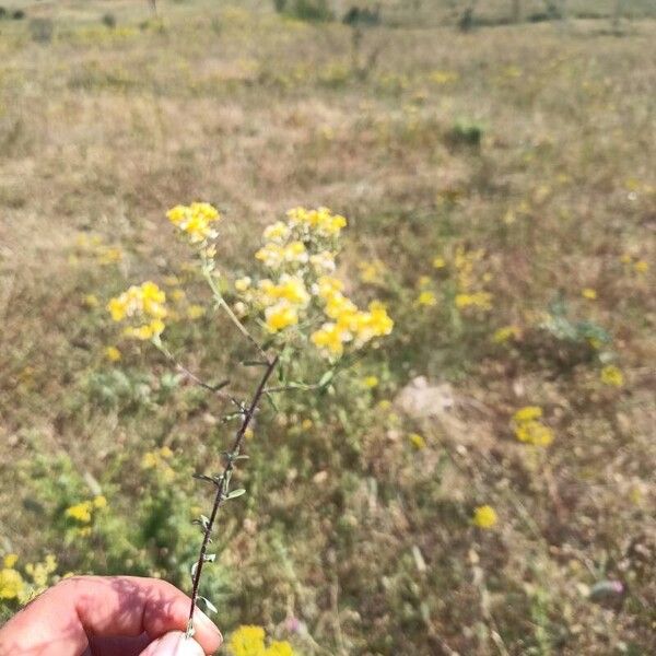 Odontarrhena muralis Frunză