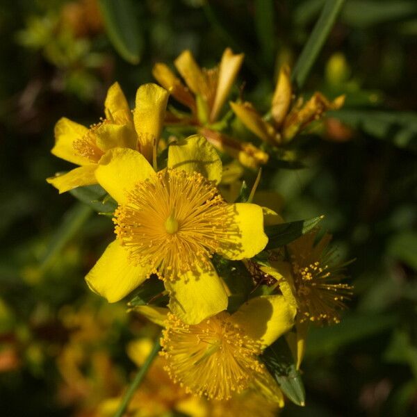 Hypericum prolificum Blomst