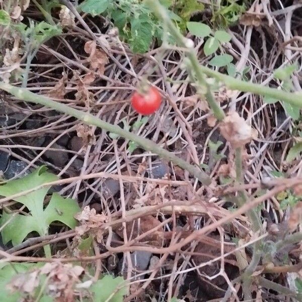 Solanum pimpinellifolium Плод