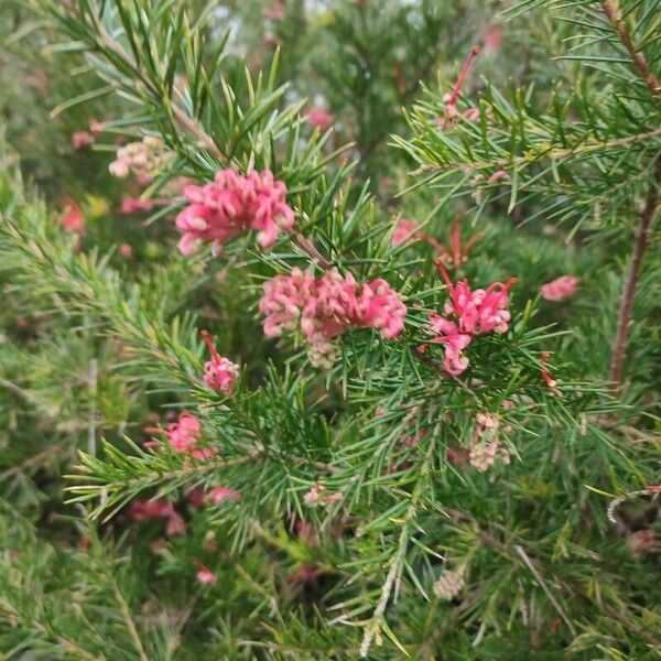 Grevillea rosmarinifolia फूल