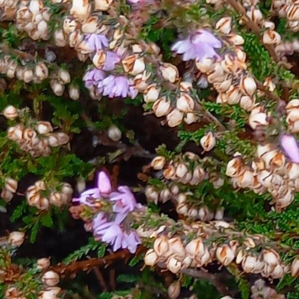 Calluna vulgaris Fruto