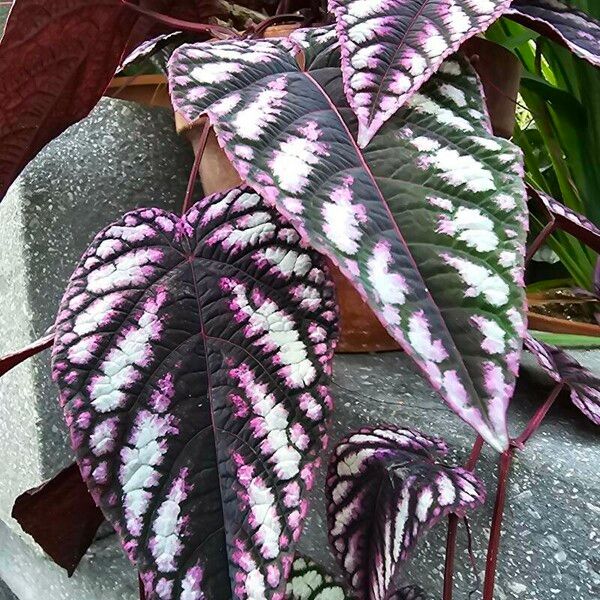 Cissus discolor Blad