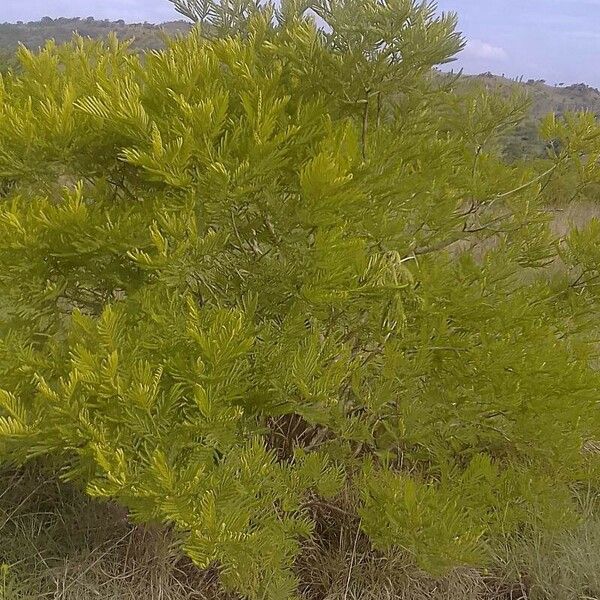 Peltophorum africanum Feuille