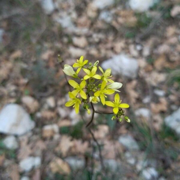 Biscutella laevigata Flower