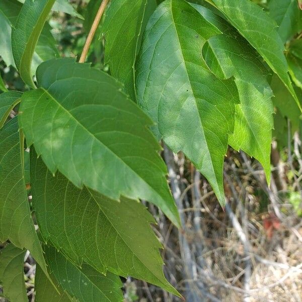 Parthenocissus inserta Φύλλο