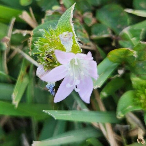 Richardia scabra Flower