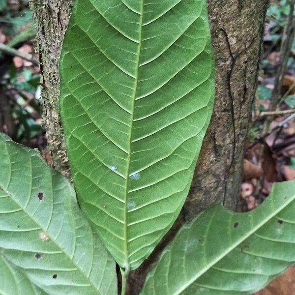 Treculia africana Folha