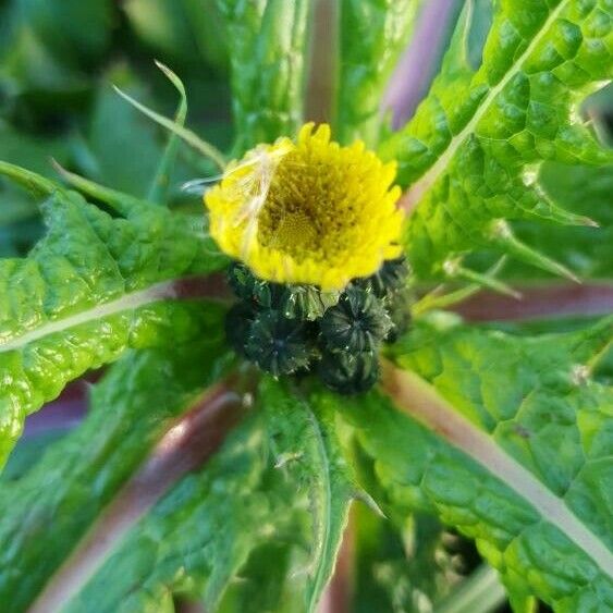 Sonchus asper Blüte