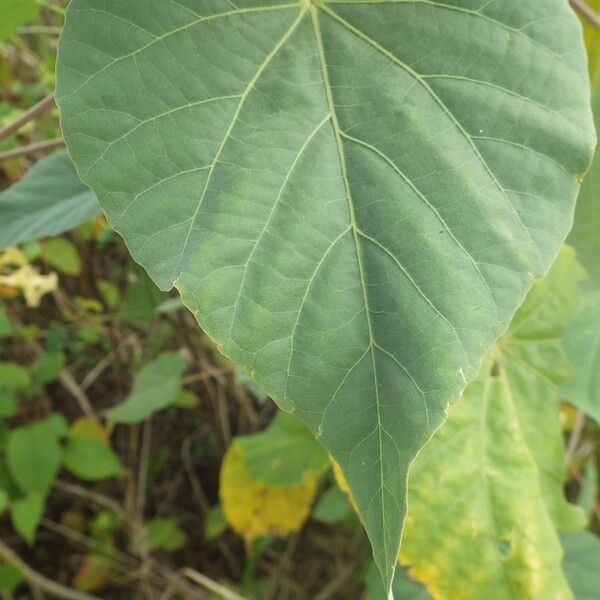 Abutilon exstipulare Lehti