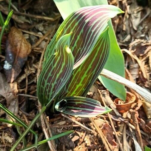 Tulipa greigii Feuille