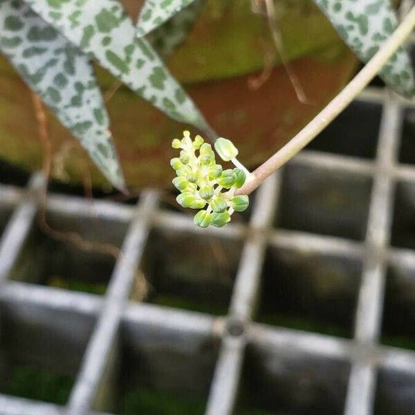 Ledebouria socialis Floro