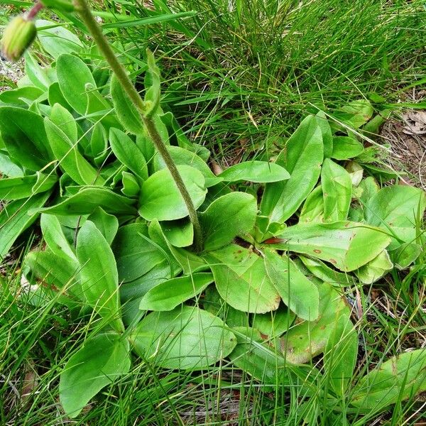 Arnica montana Leaf