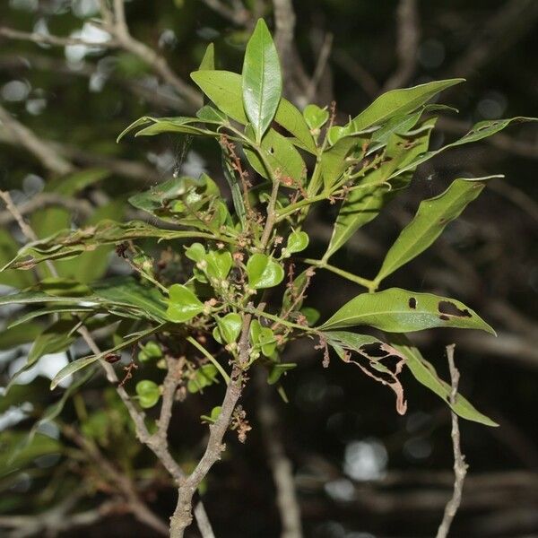Guioa pectinata