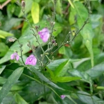 Dianthera pectoralis Fleur