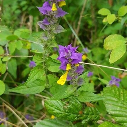 Melampyrum catalaunicum Cvet