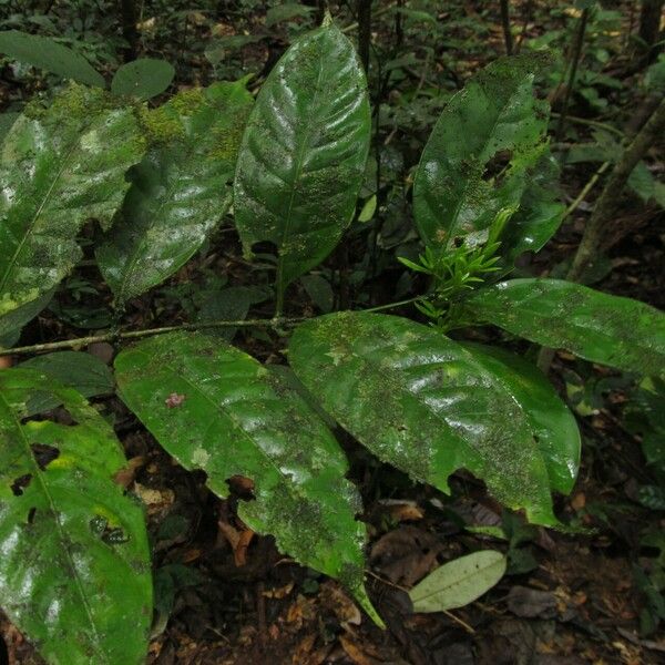 Cuviera trilocularis Leaf