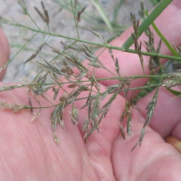 Eragrostis barrelieri Blodyn