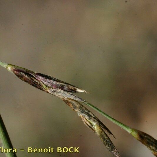 Cleistogenes serotina Fruit