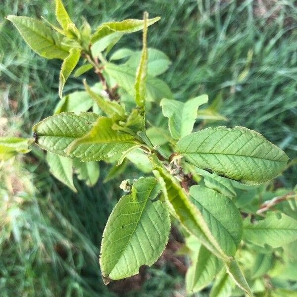 Prunus padus Blad