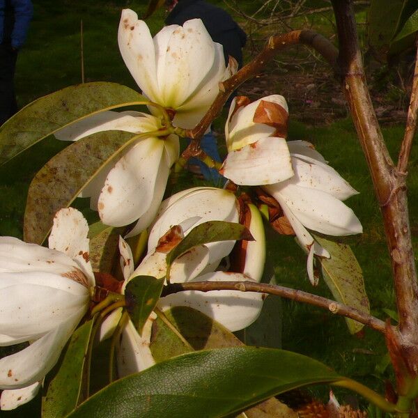 Magnolia doltsopa Kukka