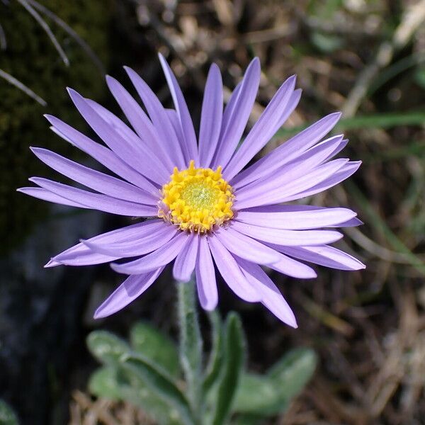 Aster alpinus Kvet