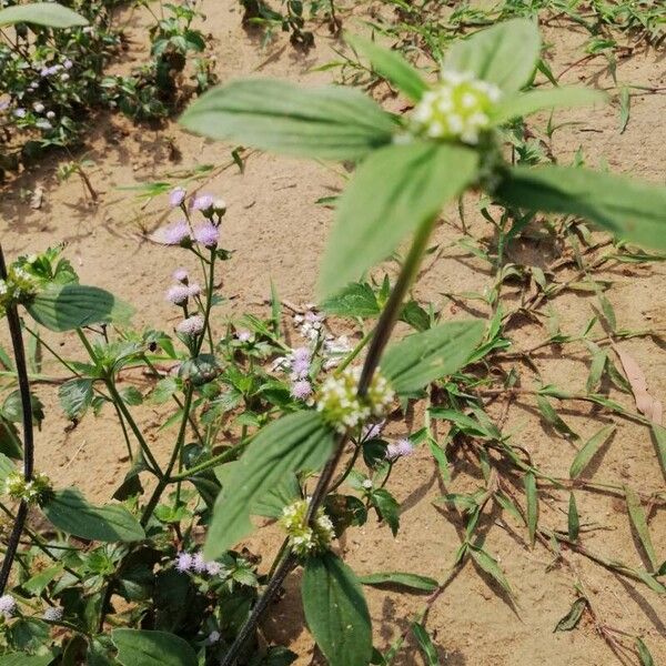 Mitracarpus hirtus Flor