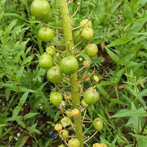 Eremurus robustus Fruit