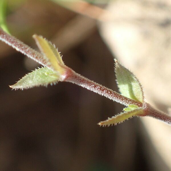 Arenaria serpyllifolia Yaprak