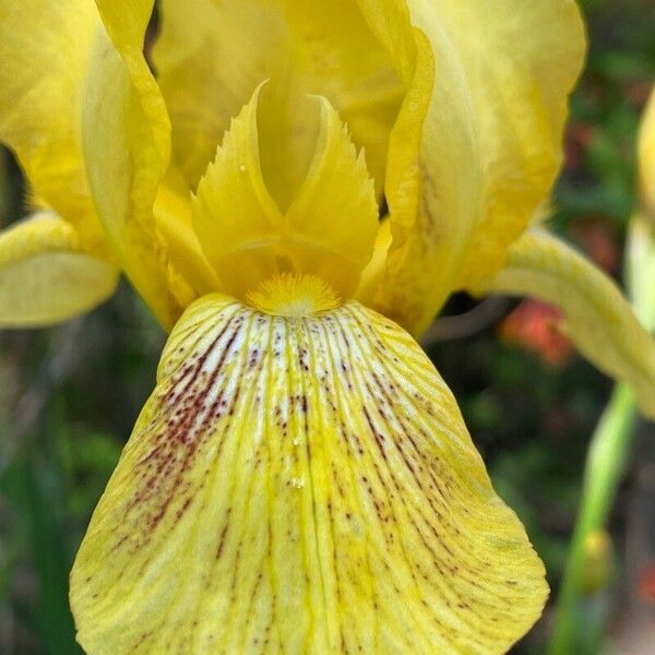 Iris variegata Flower