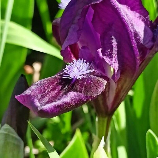 Iris pumila Кветка