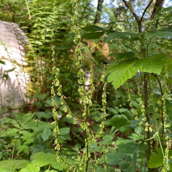 Rumex arifolius Flower